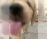 Small #1 Golden Retriever