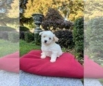 Small Photo #3 Maltese Puppy For Sale in HAYWARD, CA, USA