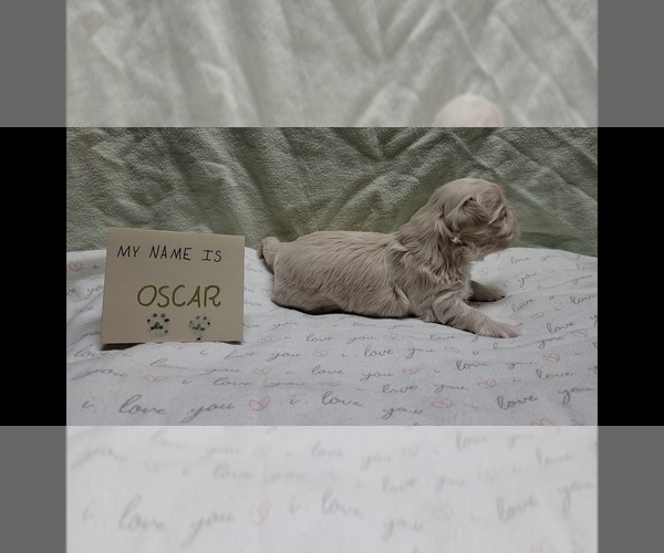 Medium Photo #4 Maltipoo (Miniature) Puppy For Sale in BROOKFIELD, MO, USA