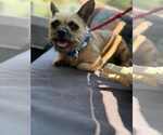 Small #2 French Bulldog Mix