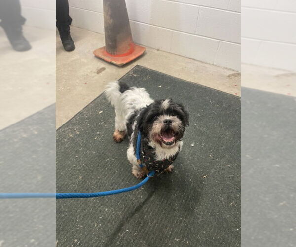 Medium Photo #1 Shih Tzu Puppy For Sale in Derwood, MD, USA