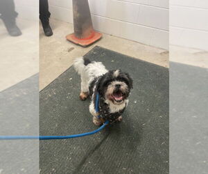 Shih Tzu Dogs for adoption in Derwood, MD, USA