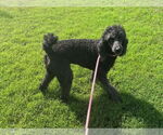 Small #2 Poodle (Standard)