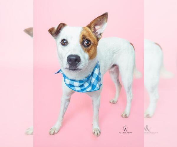Medium Photo #2 Parson Russell Terrier-Unknown Mix Puppy For Sale in Forestville, MD, USA