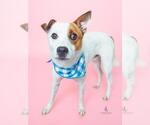 Small #1 Parson Russell Terrier Mix