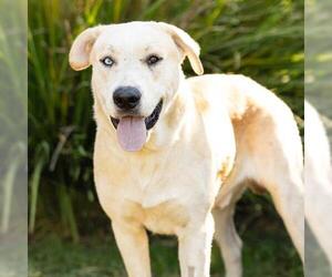 Labrador Retriever-Unknown Mix Dogs for adoption in Camarillo, CA, USA