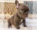 Image preview for Ad Listing. Nickname: Chocolate