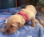 Puppy Puppy 11 D Pk Golden Retriever