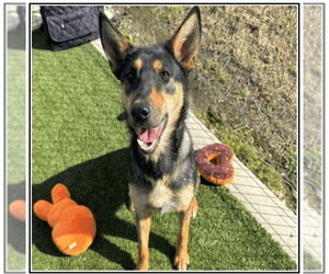 German Shepherd Dog-Miniature Pinscher Mix Dogs for adoption in Winston Salem, NC, USA