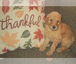 Small Photo #9 Goldendoodle Puppy For Sale in LINCOLN, AL, USA