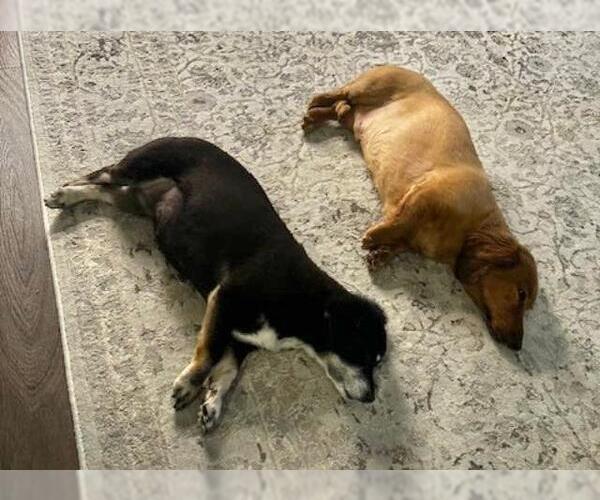 Medium Photo #7 Dachshund Puppy For Sale in Los Angeles, CA, USA