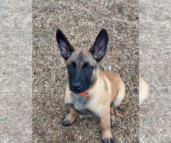 Medium Photo #2 Belgian Malinois Puppy For Sale in HAMILTON, AL, USA