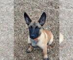 Small #1 Belgian Malinois