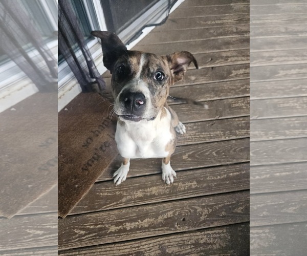 Medium Photo #7 American Bandogge mastiff Puppy For Sale in Spotsylvania, VA, USA