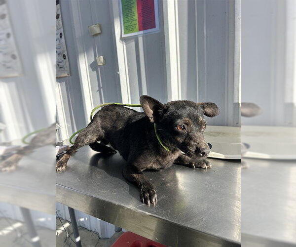 Medium Photo #1 Chihuahua Puppy For Sale in Bakersfield, CA, USA
