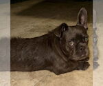 Small #1 French Bulldog