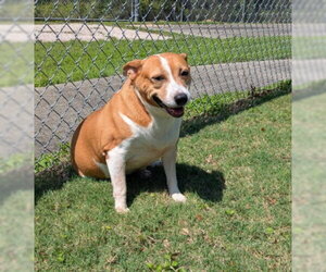 Rat Terrier Dogs for adoption in Texas City, TX, USA