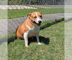 Small Rat Terrier