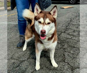 - Mix Dogs for adoption in Perth Amboy, NJ, USA
