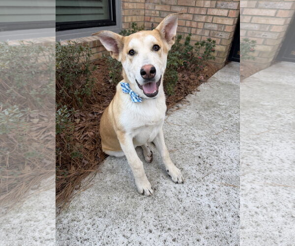 Medium Photo #1 Gerberian Shepsky Puppy For Sale in The Woodlands, TX, USA