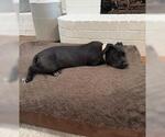 Small #1 Labrador Retriever