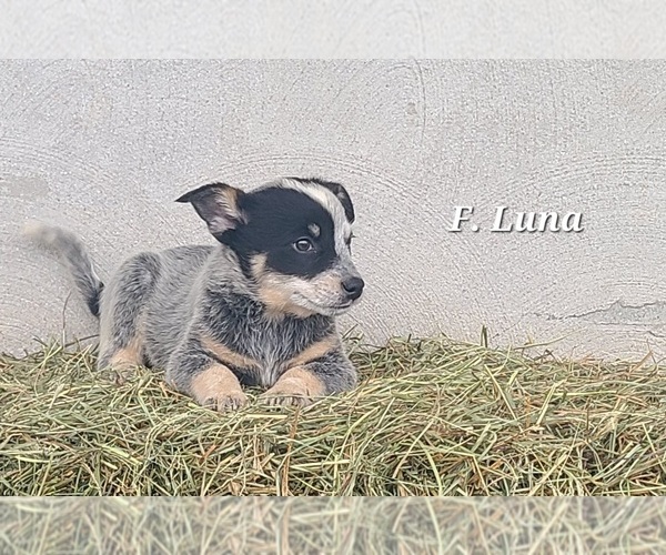 Medium Photo #3 Australian Cattle Dog Puppy For Sale in NATHALIE, VA, USA