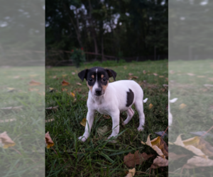 Rat Terrier Puppy for sale in SHIPSHEWANA, IN, USA