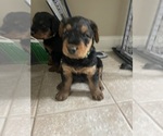 Small Photo #2 Airedale Terrier Puppy For Sale in MOUNT JULIET, TN, USA