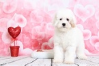 Small Photo #1 Cavapoo Puppy For Sale in BEL AIR, MD, USA