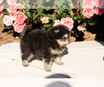 Small #4 Pomeranian