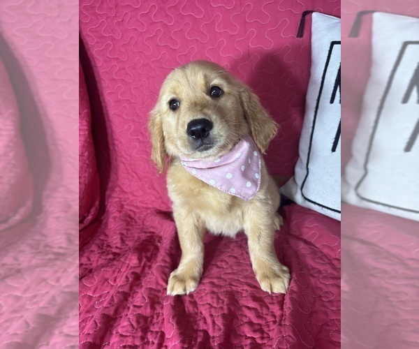 Medium Photo #2 Golden Retriever Puppy For Sale in GREENFIELD, IN, USA
