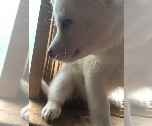 Medium Photo #9 Siberian Husky Puppy For Sale in DANBY, VT, USA