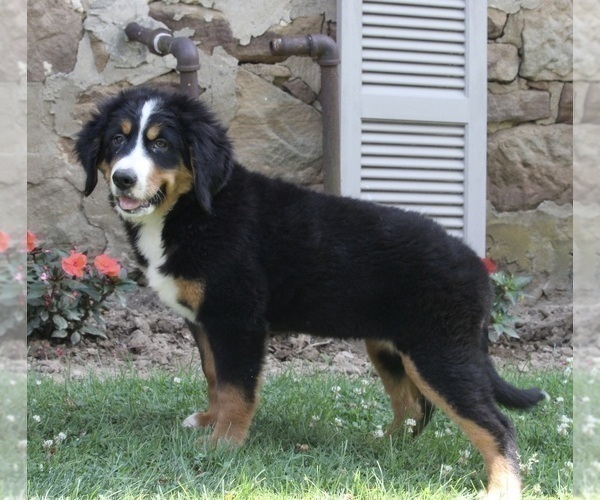 Full screen Photo #2 Bernedoodle Puppy For Sale in FREDERICKSBURG, OH, USA