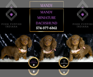 Dachshund Puppy for sale in WARSAW, IN, USA
