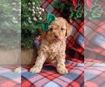 Small Photo #3 Cock-A-Poo-Poodle (Miniature) Mix Puppy For Sale in NOTTINGHAM, PA, USA