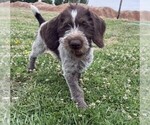Puppy Orange Puppy German Wirehaired Pointer