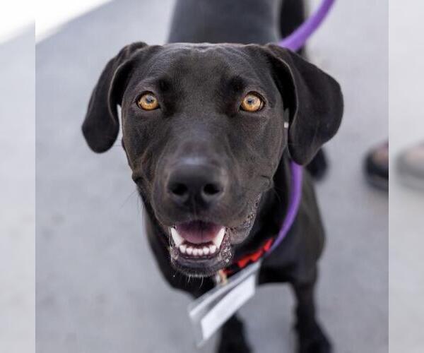 Medium Photo #22 German Shorthaired Lab Puppy For Sale in San Diego, CA, USA