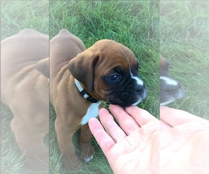 Boxer Puppy for Sale in APPLE CREEK, Ohio USA