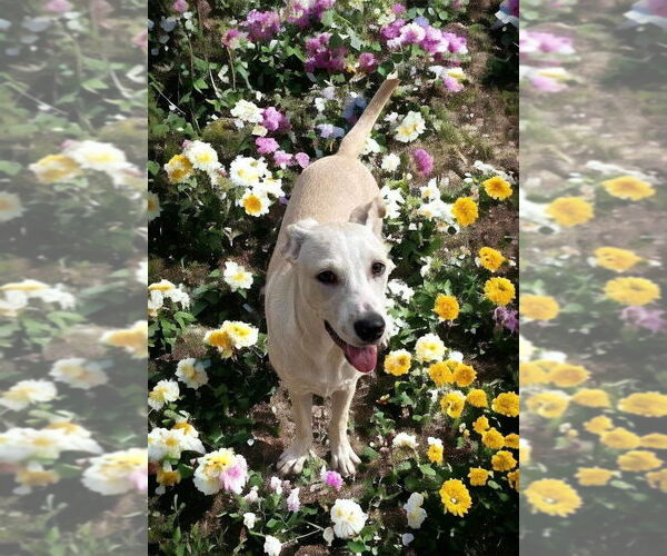 Medium Photo #4 Labrador Retriever-Unknown Mix Puppy For Sale in FRAMINGHAM, MA, USA