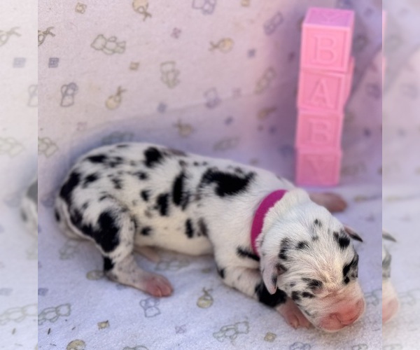 Medium Photo #3 Great Dane Puppy For Sale in MARSHVILLE, NC, USA
