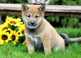 Shiba Inu Puppy for sale in MOUNT JOY, PA, USA