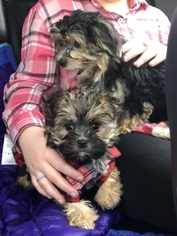 Morkie Puppy for sale in CLINTON, IA, USA
