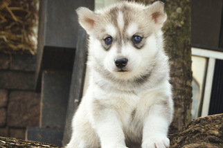 Siberian Husky Puppy for sale in BRENTWOOD, MD, USA