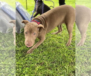 Archie - Male Labrador Retriever-Unknown Mix Dog for Adoption - Photo #24