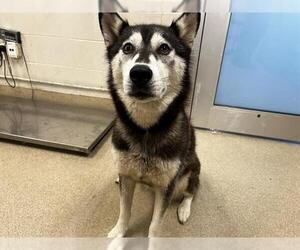 Siberian Husky-Unknown Mix Dogs for adoption in Grand Prairie, TX, USA