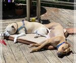 Small Photo #5 American Pit Bull Terrier-Rhodesian Ridgeback Mix Puppy For Sale in Spotsylvania, VA, USA