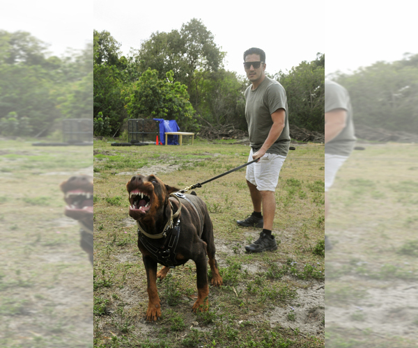 Medium Photo #120 Doberman Pinscher Puppy For Sale in FORT LAUDERDALE, FL, USA