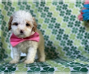 Cavapoo Puppy for sale in LANCASTER, PA, USA