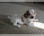 Puppy 4 Brittany