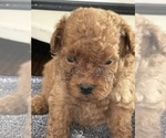 Small #12 Goldendoodle (Miniature)